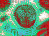   ,          ,   ,    A(H5N1)    ,   - 
