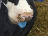              ,   (" " - bluetongue)