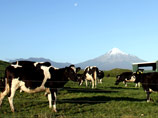         . Fonterra   ,           ,      