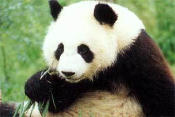  .   : www.4panda.com