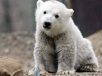  .    knut-und-seine-freunde.de