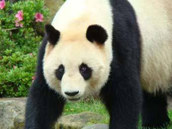 -.    pandachina.jp