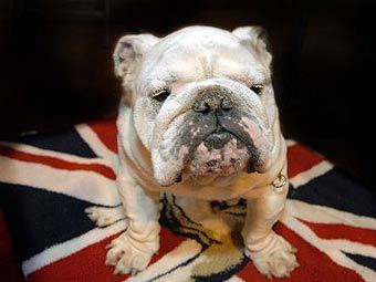  .    The Kennel Club