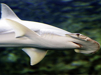-.    aquariumofpacific.org