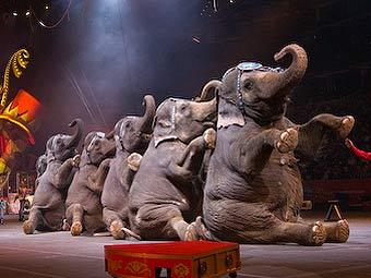    Ringling Brothers.    ringling.com