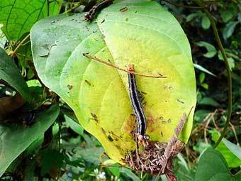  Achaea Catocaloides.     