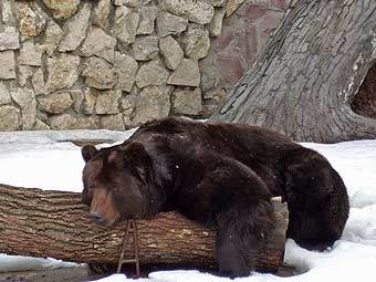     .    moscowzoo.ru