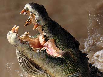   Mcdonneliensis   Flickr