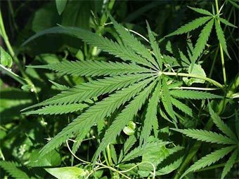    herbpharmacopia.com