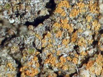 Caloplaca obamae.    sweetgum.nybg.org