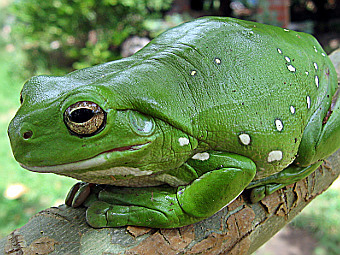   Litoria caerulea.   LiquidGhoul   wikipedia.org