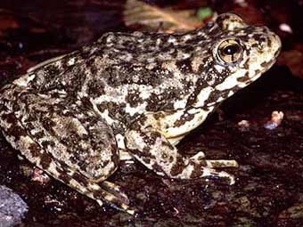   Rana muscosa    usgs.gov 
