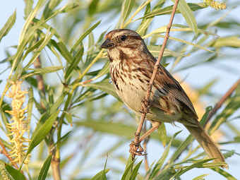  Melospiza melodia.   Factumquintus   wikipedia.org