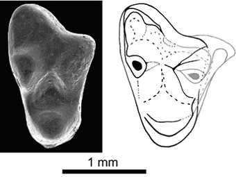    Arcantiodelphys marchandi.    CNRS