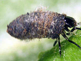 Neochlamisus platani.   