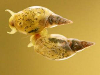 Lymnaea stagnalis.  Kuroda laboratory