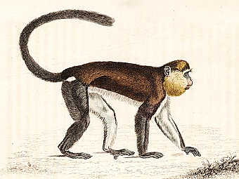  Cercopithecus campbelli campbelli.   Eugene van der Pijll   wikipedia.org