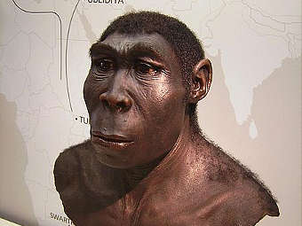    Homo erectus.      , 
