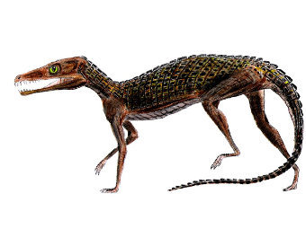  Pedeticosaurus leviseuri.   Smokeybjb   wikipedia.org