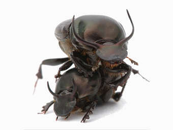  Onthophagus taurus.    iu.edu