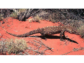      - Varanus giganteus.    uts.cc.utexas.edu