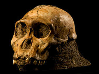  Australopithecus sediba.    web.wits.ac.za