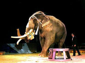 Фото с сайта circus-krone.de