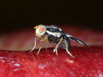  Rhagoletis pomonella.    ucdavis.edu