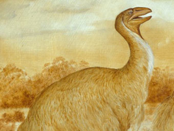 .    australianmuseum.net.au