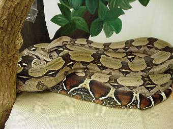  Boa constrictor.    bgsu.edu