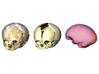     (),   H. sapiens ()     (   ,   - ).    eva.mpg.de
