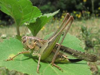  Platycleis affinis.    insecte.org