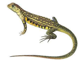    Leiolepis.    ummz.umich.edu
