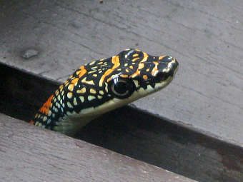  Chrysopelea paradisi.    uwlax.edu