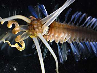  Teuthidodrilus samae.  L.P. Madin / WHOI