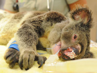 .  Australia Zoo Rescue Unit