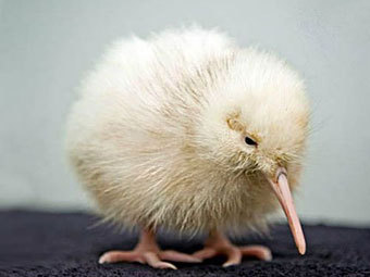  .    zooborns.com