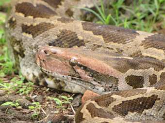  Python molurus.    berkeley.edu