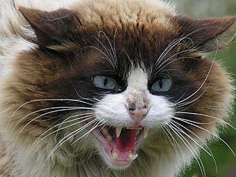    animalsw.com