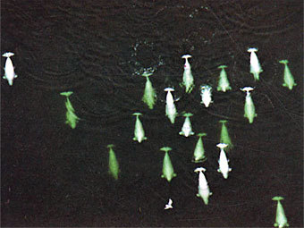 .    antarctic.su