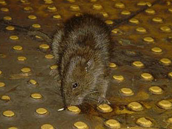  .    ratfreesubways.com