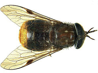 Scaptia (Plinthina) beyonceae.    csiro.au