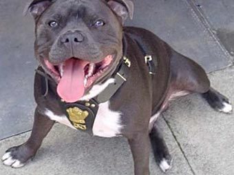  .    dogbreedinfo.com