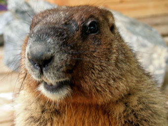  .    zooforum.ru 