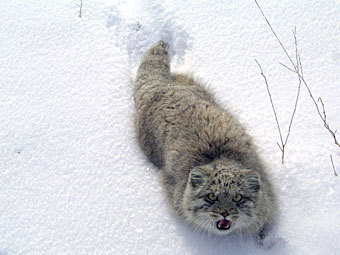 .    savemanul.org
