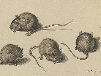  .  Jacques de Gheyn (1565-1629).